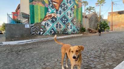 a dog in Cabo Verde in front of street art